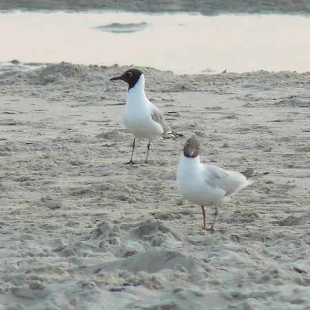 Appartement 4 Pers Avec Parking, Ascenseur Et Local Velos A - Fr-1-672-11 Merlimont