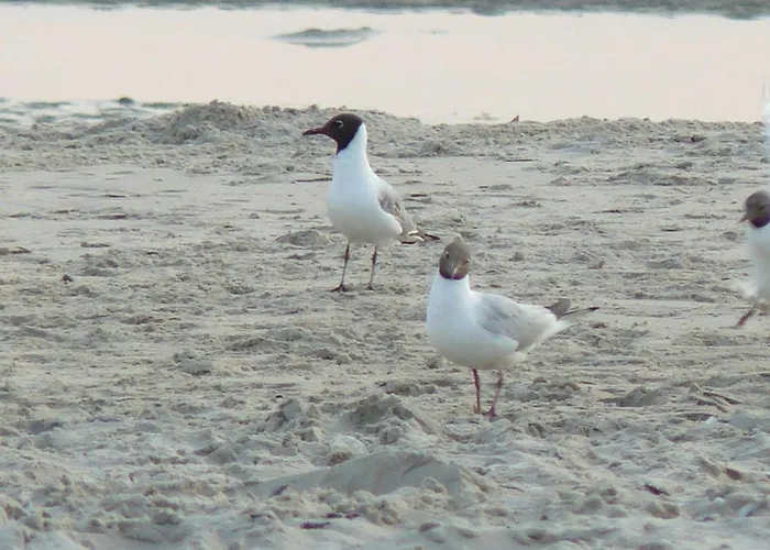 Appartement 4 Pers Avec Parking, Ascenseur Et Local Velos A - Fr-1-672-11 Merlimont